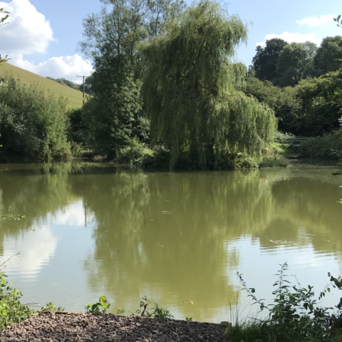 Pines Pond